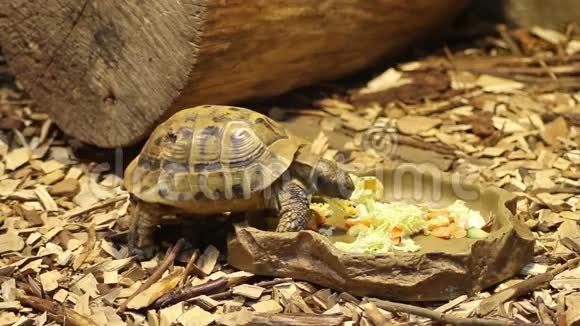 吃海龟的食物视频的预览图