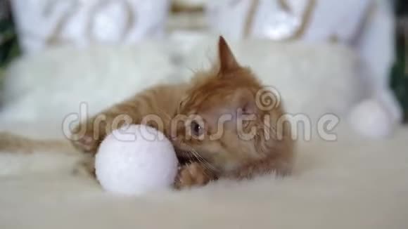 可爱的红色小猫梅坤玩圣诞球与一个雪人的圣诞装饰4k30fps2019年视频的预览图