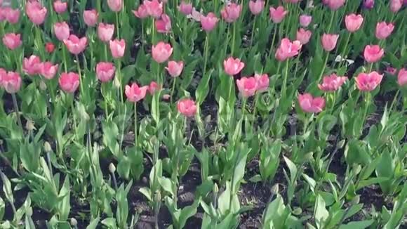 美丽的春天公园覆盖着新鲜的花朵粉红色和紫色的郁金香视频的预览图