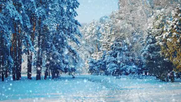 高大的树木和公园里的一条小路上下着雪蓝色视频的预览图