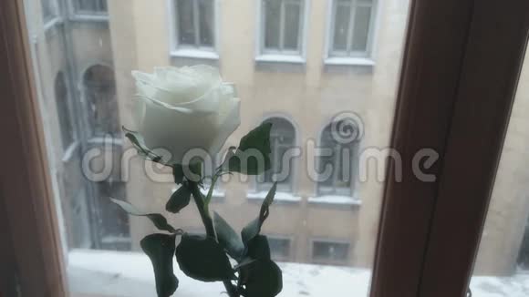 白玫瑰和降雪视频的预览图