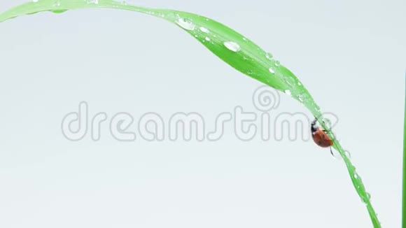 瓢虫带着水滴在草地上奔跑视频的预览图