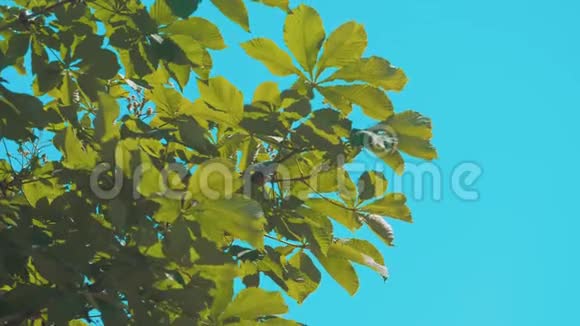 树枝栗带绿叶蓝天背景杨木摇在风中慢动作视频大自然视频的预览图