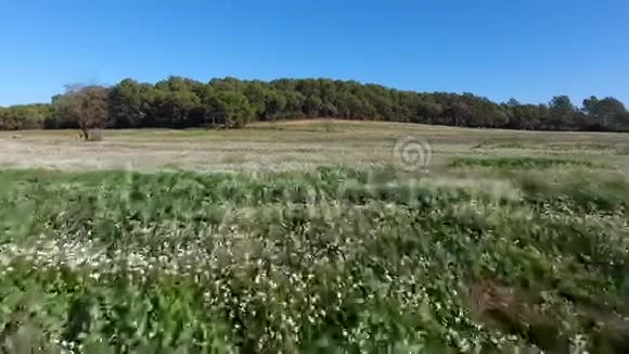 西班牙巴塞罗那一片覆盖着田野的白色花朵的地面视频的预览图