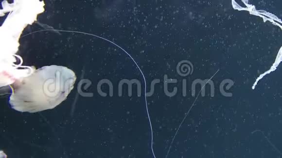 水母又称指南针水母这是一种真正的水母它呈放射状对称有褐色的斑纹视频的预览图