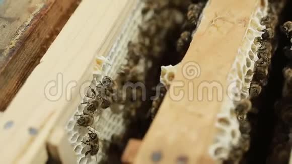 在蜂巢上辛勤工作的蜜蜂视频的预览图