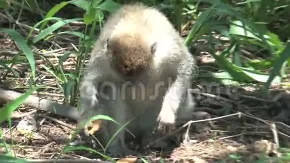 兽医猴子觅食昆虫视频的预览图
