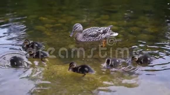 小鸭子和鸭子在干净的池塘里游泳慢动作1920x1080全高清视频的预览图