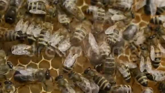 在蜂巢上辛勤工作的蜜蜂视频的预览图