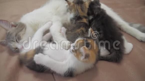 猫喂小猫慢动作视频猫妈妈和毛茸茸的小猫宠物生活方式小猫的概念视频的预览图