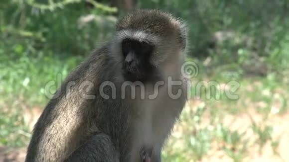 兽医猴子觅食昆虫视频的预览图