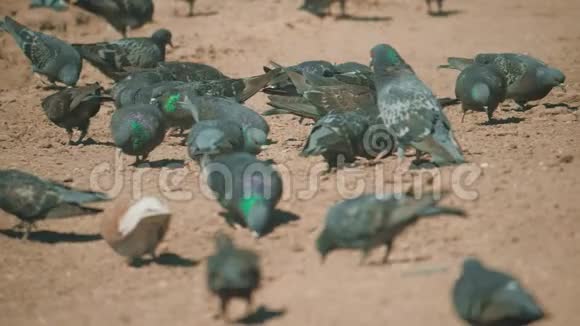 成群的鸽子鸟在地上寻找粮食吃慢动作视频泥土上有许多鸽子在寻找视频的预览图