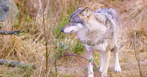 一只灰狼站在草地上闻着视频的预览图