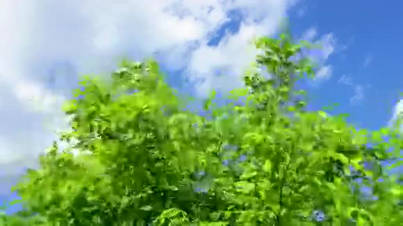 树枝在风中带着叶子在晴朗的蓝天下带着云彩视频的预览图