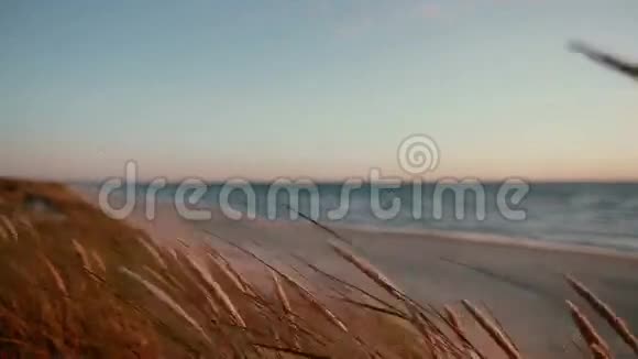 近处的枯草随风摇曳背景是美丽的粉红色和蓝色的日落视频的预览图