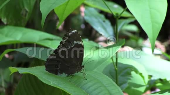 亚马逊蓝杉叶子上的蝴蝶视频的预览图