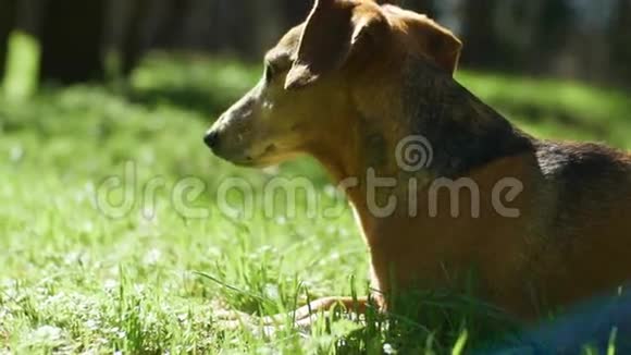 一只棕色的大猎犬躺在春天的绿草中视频的预览图