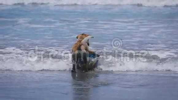 狗棕色的水在沙滩上打海洋排球动物戴着项圈在水里玩耍视频的预览图