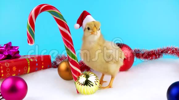 可爱的金色小公鸡与圣诞装饰和甘蔗视频的预览图