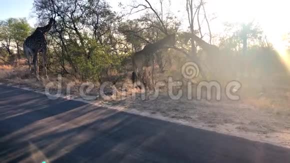 非洲长颈鹿在树上放牧视频的预览图