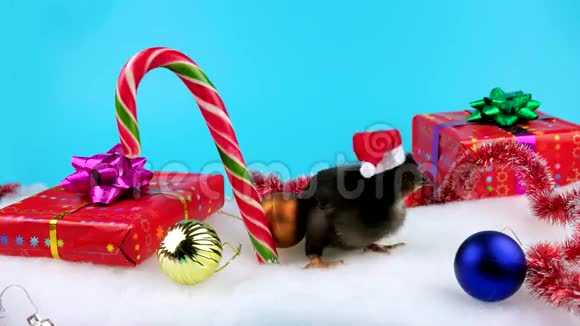 圣诞装饰中有趣的小黑公鸡2017年新年概念视频的预览图