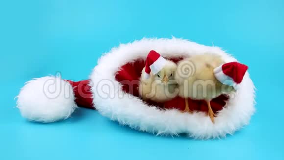 两个可爱的小公鸡在大红色圣诞老人帽子里放松视频的预览图