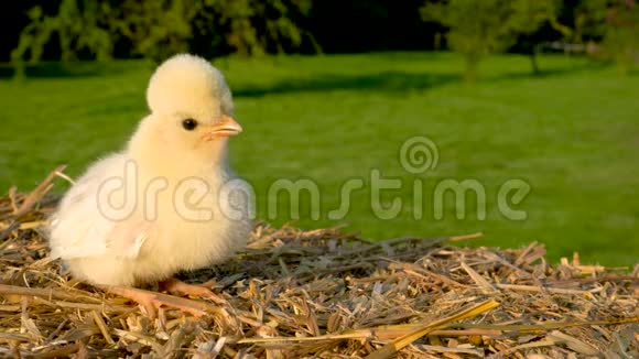 可爱的黄色小鸡坐在外面金色夏日阳光下的干草包上视频的预览图