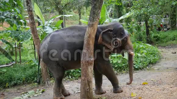 大象在树上抓他的身体泰国雨林自然动物高清慢速运动视频的预览图