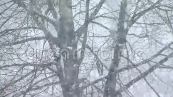 雪落在森林里视频的预览图
