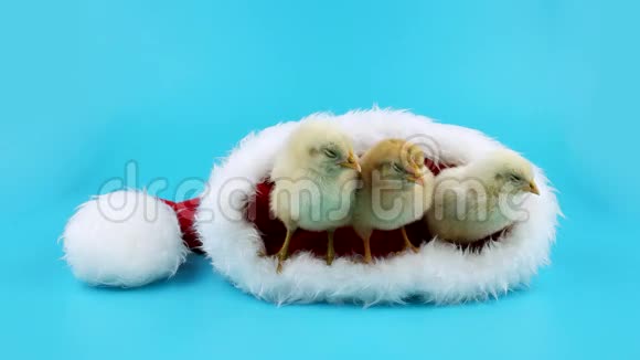 三只滑稽可爱的公鸡戴着红色圣诞老人帽象征着2017年视频的预览图