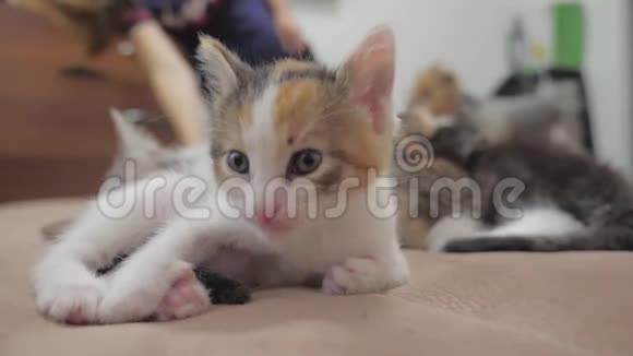 小三色小猫躺在床上慢动作视频小毛茸茸的猫宠物毛茸茸的小猫生活方式概念视频的预览图