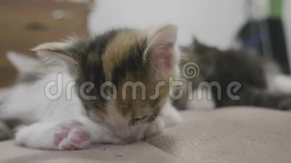 小三色小猫躺在床上慢动作视频小毛茸茸的猫宠物生活方式毛茸茸的小猫视频的预览图