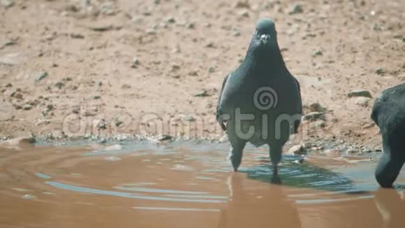 都市人在运动雨后沐浴在水坑里鸽子在水中的水坑里洗澡生活方式夏季缓慢视频的预览图
