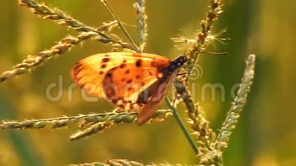 一只蝴蝶坐在风中的野花视频高清视频的预览图