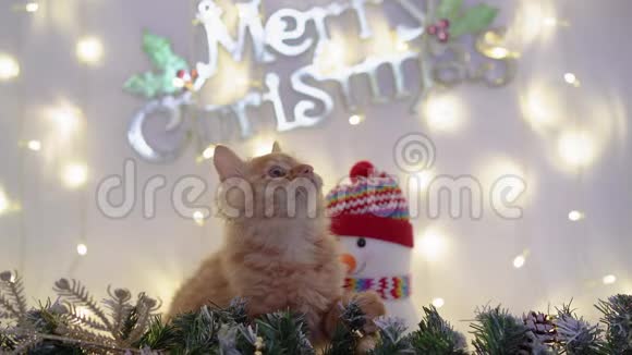 可爱的红色小猫梅坤玩圣诞球与一个雪人的圣诞装饰4k30fps2019年视频的预览图