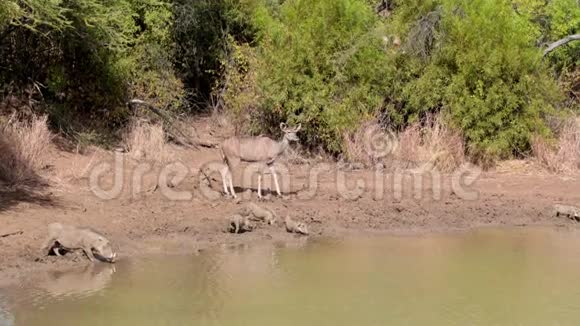 羚羊在水边喝水视频的预览图