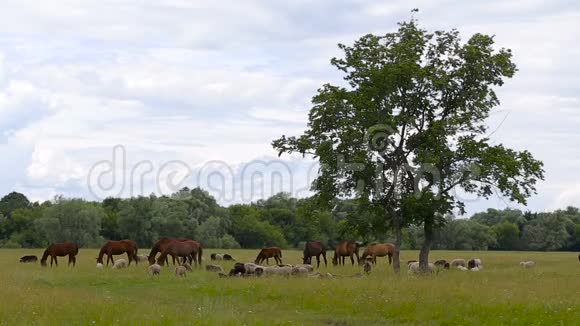 阴天一群马和羊在一片绿色的草地上挨着一棵树和一片森林视频的预览图