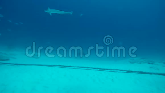牛鲨在卡门河边的水域里和鱼尾一起游泳视频的预览图