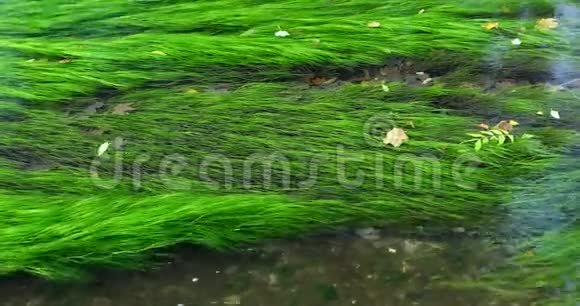清洁灌溉小溪绿色水生植物水生植物水生植物藻类视频的预览图