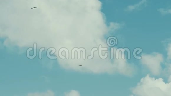 两只海鸟在蓝天上翱翔视频的预览图