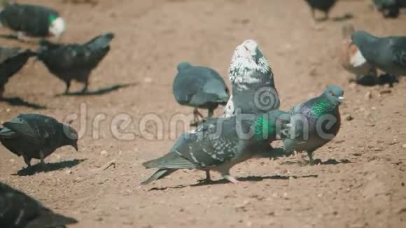 成群的鸽子鸟在地上寻找粮食吃慢动作视频泥土上有许多鸽子在寻找视频的预览图