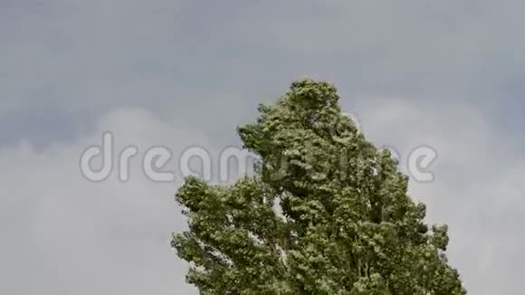 暴风雨中的树视频的预览图