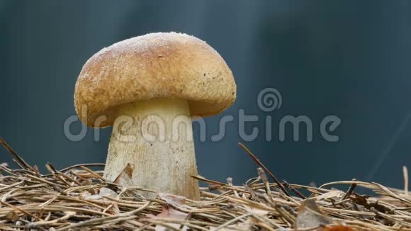 特写棕帽蘑菇浇雨滴视频的预览图