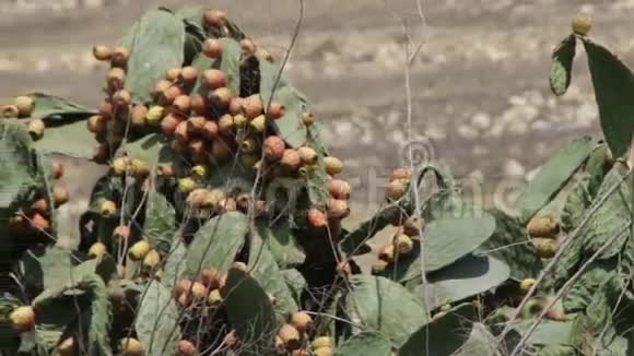 刺梨马耳他传统水果视频的预览图