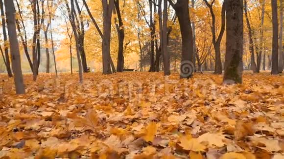 秋天黄叶的背景视频的预览图