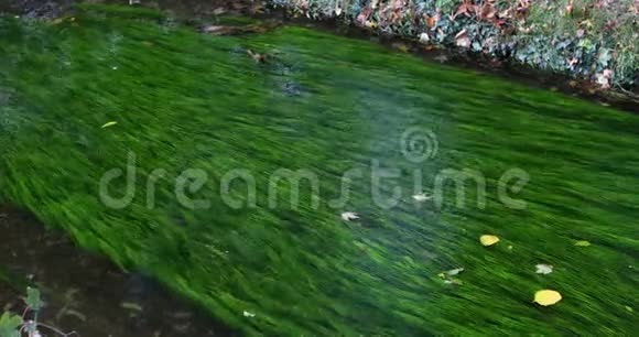 清洁灌溉小溪绿色水生植物水生植物水生植物藻类视频的预览图