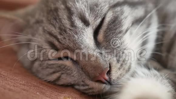 可爱的猫睡在一边条纹猫睡觉条纹视频的预览图