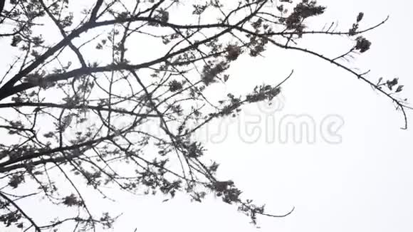 干燥的树枝强烈的风枫树白色的背景户外秋天的自然视频的预览图