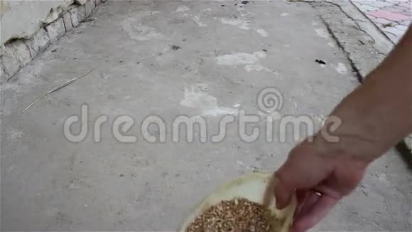 鸡吃小麦视频的预览图