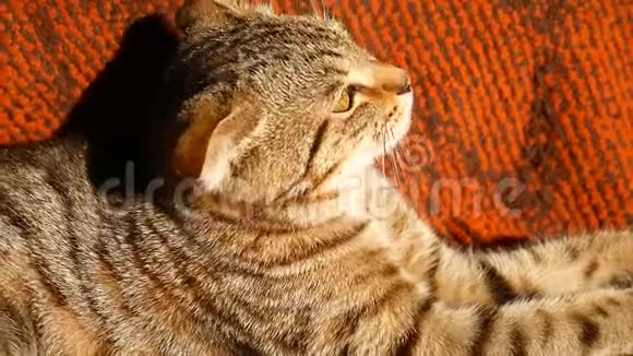 高贵骄傲的猫躺在沙发上带着蓝灰色皮毛的英国式的舷窗降低了耳朵视频的预览图